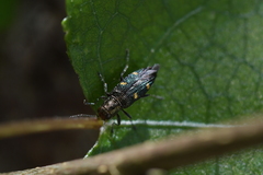 Nascioides enysi
