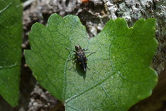 Nascioides enysi