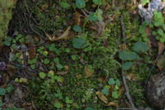 Adenochilus gracilis