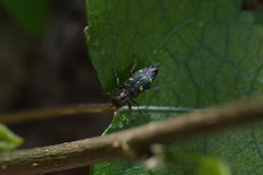Nascioides enysi