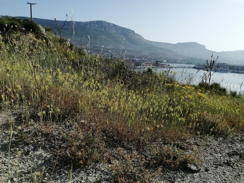 cesnak žltý (Allium flavum)