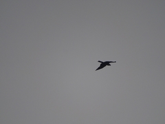 Milvus migrans