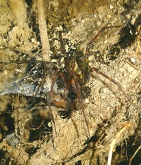 Eratigena inermis
