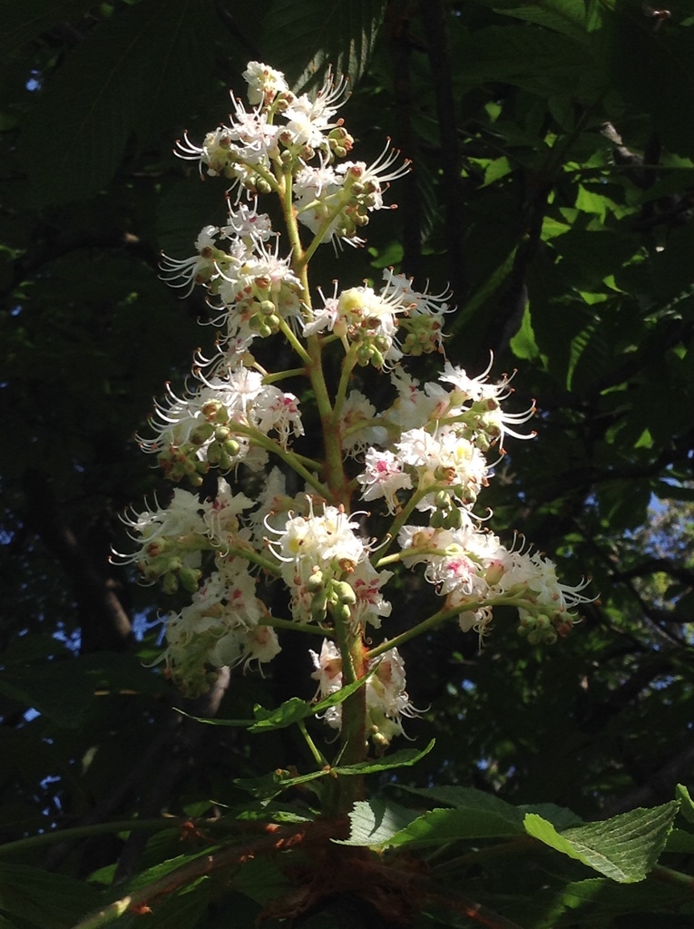 buckeyes and horsechestnuts (Sapindaceae (Soapberry) of the Pacific