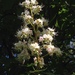 Aesculus - Photo (c) mmn_noriko,  זכויות יוצרים חלקיות (CC BY-NC), uploaded by mmn_noriko