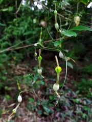 Ceropegia candelabrum biflora