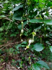 Ceropegia candelabrum biflora