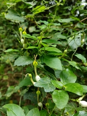 Ceropegia candelabrum biflora