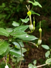 Ceropegia candelabrum biflora