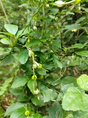 Ceropegia candelabrum biflora