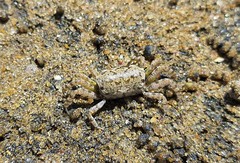 Leptuca leptodactyla