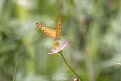 Cosmos caudatus