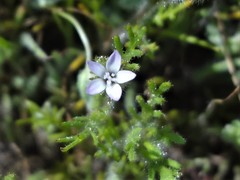Gilia laciniata