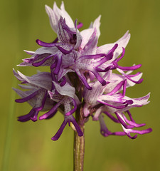Orchis × beyrichii