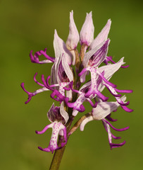 Orchis × beyrichii
