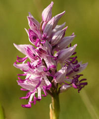 Orchis × beyrichii