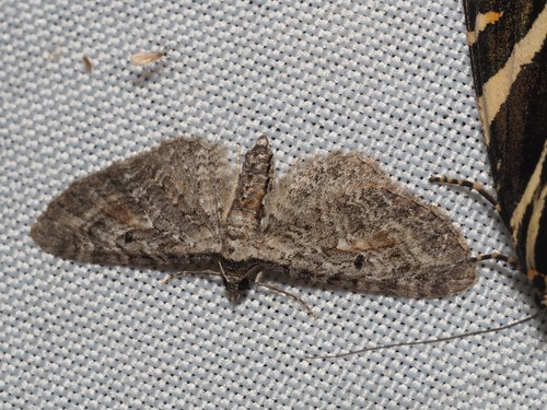 Tawny Speckled Pug, Principado de Asturias, Asturias, Spain, photo 8 of 10
