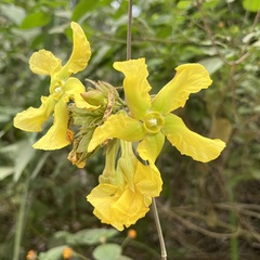 Prestonia mollis