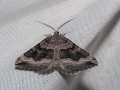 Scotopteryx coelinaria