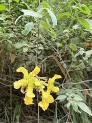 Prestonia mollis
