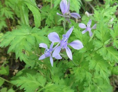 Delphinium anthriscifolium
