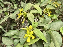 Prestonia mollis
