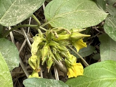 Prestonia mollis