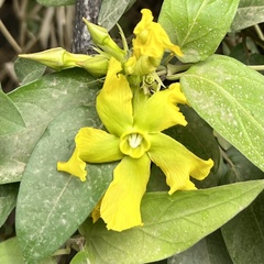Prestonia mollis