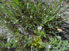 Gilia laciniata