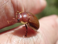 Paropsisterna subcostata