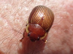 Paropsisterna subcostata