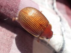 Paropsisterna subcostata