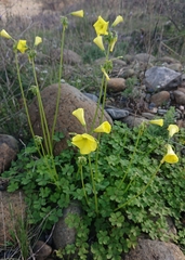 Oxalis pes-caprae