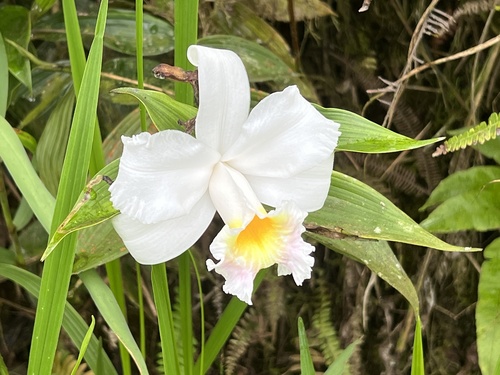 Sobralia virginalis, photograph 4