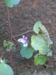 Cymbalaria muralis