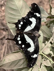 Papilio hesperus
