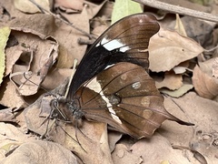 Papilio hesperus