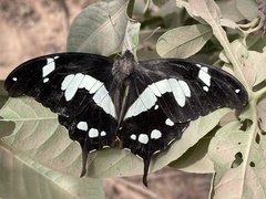 Papilio hesperus