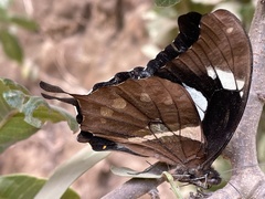 Papilio hesperus