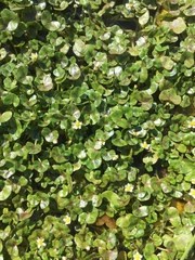 Ranunculus hederaceus