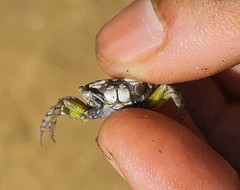 Leptuca leptodactyla