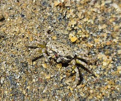 Leptuca leptodactyla