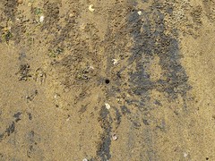 Leptuca leptodactyla