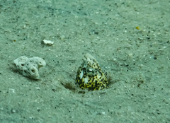 Callechelys marmorata