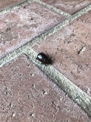 Coleoptera