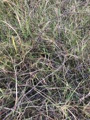 Muehlenbeckia ephedroides