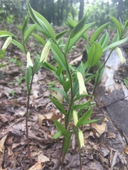 Uvularia puberula