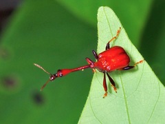 Paracycnotrachelus