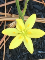 Hypoxis wrightii