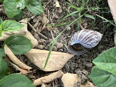 Lissachatina fulica